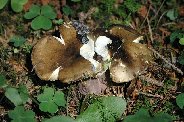 File:Russula.olivacea.-.lindsey.jpg