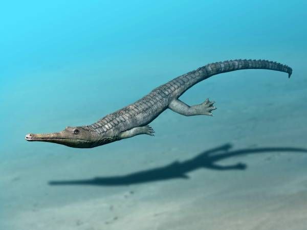 File:Steneosaurus NT small.jpg