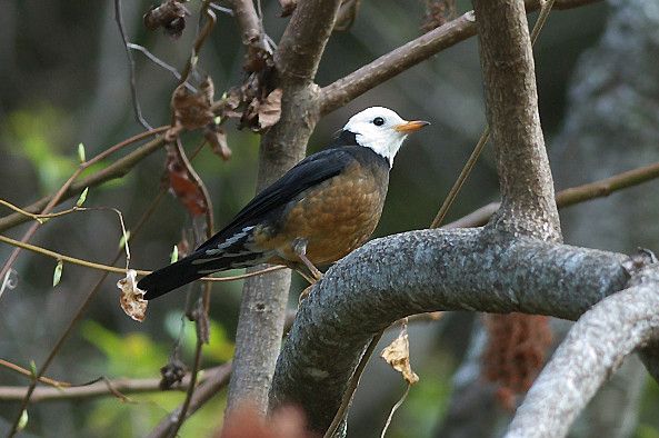 File:Taiwan Thrush 1161 (cropped).jpg