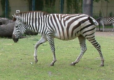 File:Zebra rownikowa Equus burchelli boehmi RB3.jpg