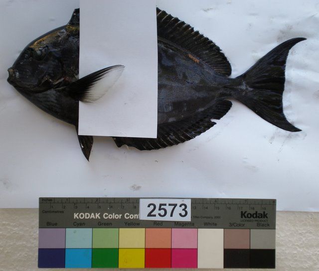 File:Acanthurus albipectoralis (with white pectoral).JPG