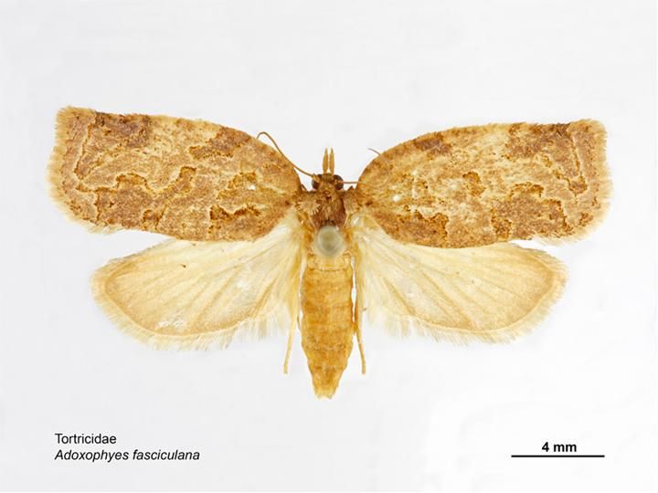 File:Adoxophyes fasciculana dorsal.jpg