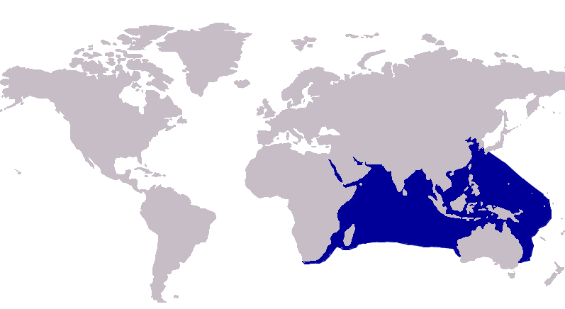 File:Alectis indicus distribution..PNG