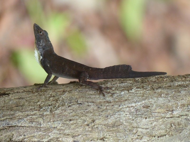 File:Anolis homolechis 34663609.jpg