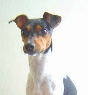 File:Brazilian terrier.JPG