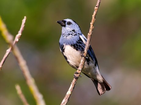 File:Cambada-de-chaves (Tangara brasiliensis) - White-bellied Tanager (cropped).jpg