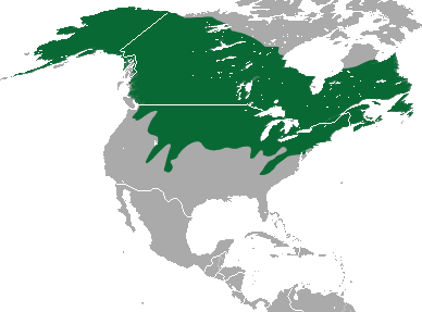 File:Cinereus Shrew area.png