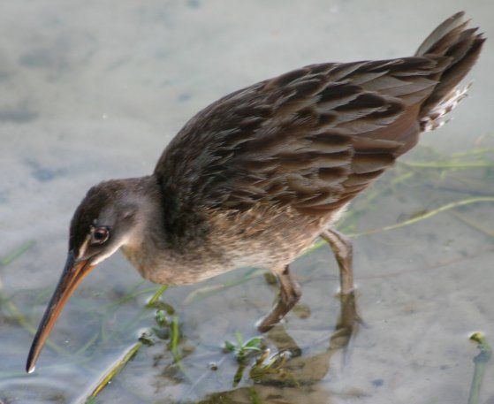 File:ClapperRail2.jpg