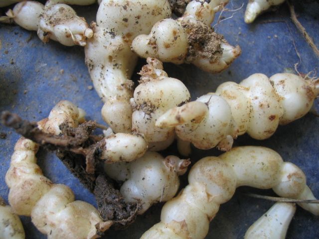 File:Crosnes.jpg