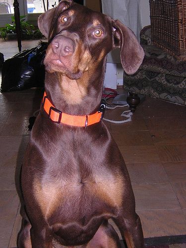 File:Dobermann Otis.jpg