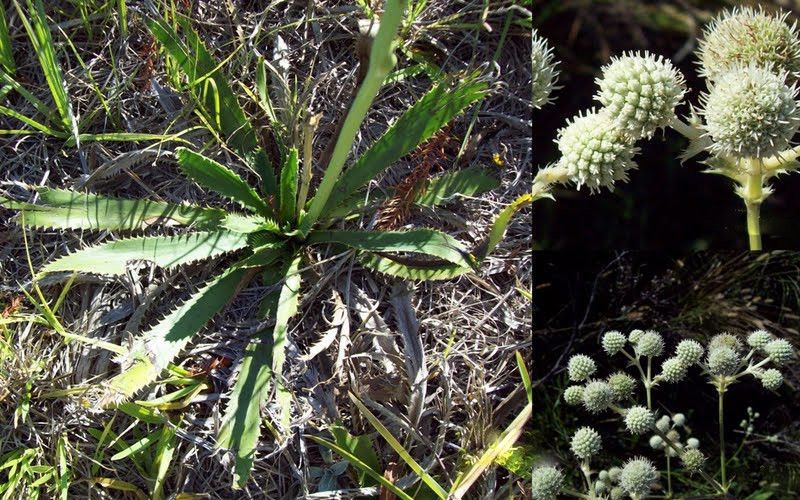 File:Eryngium elegans.jpg