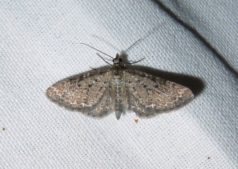 File:Eupithecia satyrata01.jpg