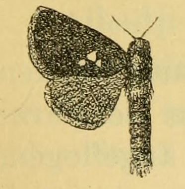 File:Fig.09-Metarbela triguttata (Aurivillius, 1905).JPG