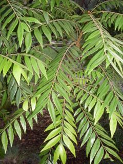 File:Jagera pseudorhus leaves.JPG