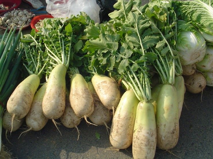 File:Korean radish (mu).jpg