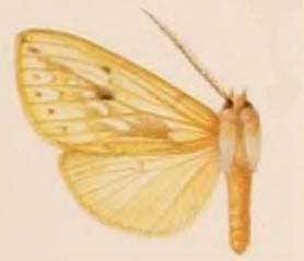 File:Leucanopsis pseudoconiata.JPG