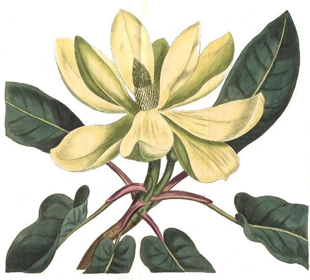 File:Magnolia fraseri - Curtis.jpg