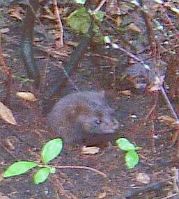 File:Mink headshot.jpg