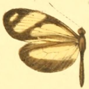 File:Moschoneura pinthous amelina female.JPG