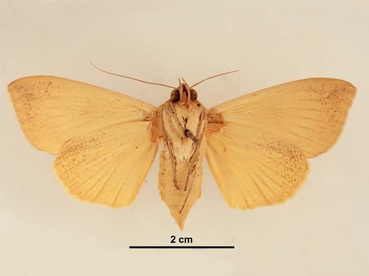 File:Ophiusa discriminans female ventral.jpg