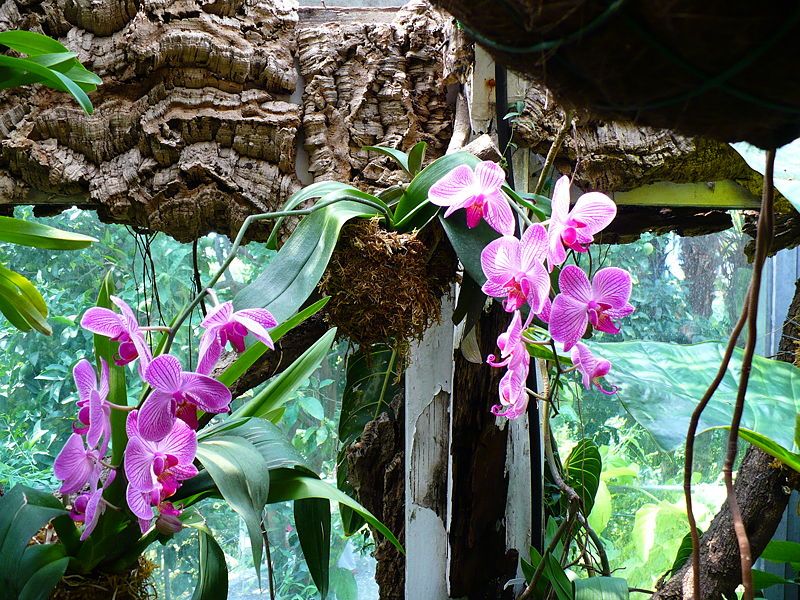 File:Orchidee viola.JPG