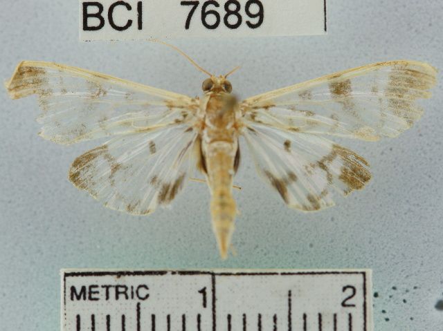 File:Pilocrocis sororalis.JPG