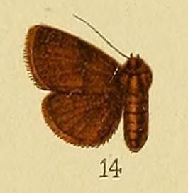 File:Pl.152-14-Eublemma nyctichroa Hampson, 1910.JPG