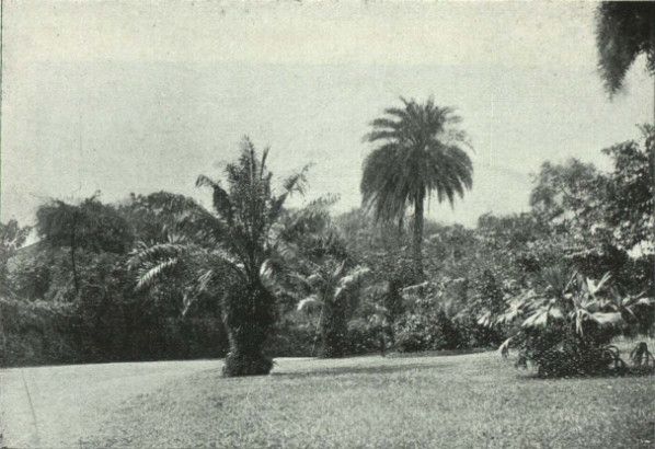 File:The Hanging Gardens, Malabar Hill 1905.jpeg