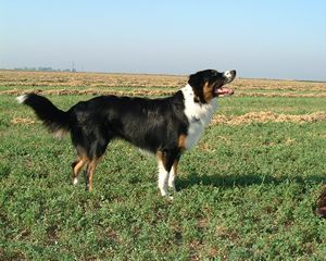 File:TricolorEnglishShepherdDog.jpg