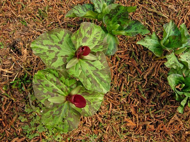 File:Trillium chloropetalum.jpg