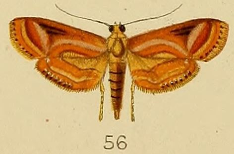 File:056-Aulacodes purpurealis Kenrick, 1907.JPG