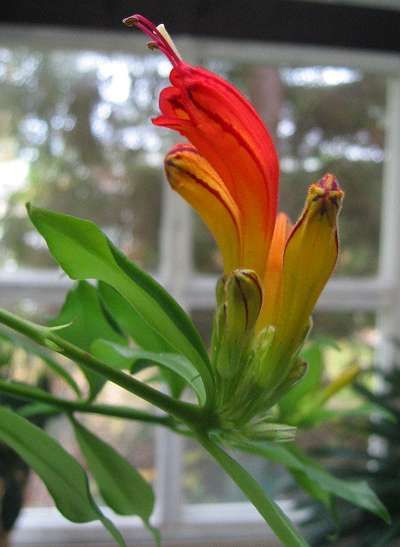 File:Aeschynanthus.jpg