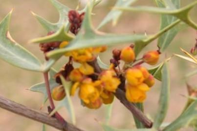 File:Agarita, Agrito, Algerita (Mahonia trifoliolata).jpg