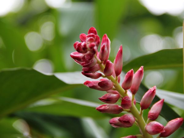 File:Alpinia hainanensis ' Shengzhen' w2.jpg