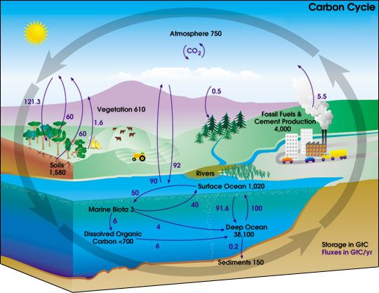 File:Carbon cycle-cute diagram.jpeg