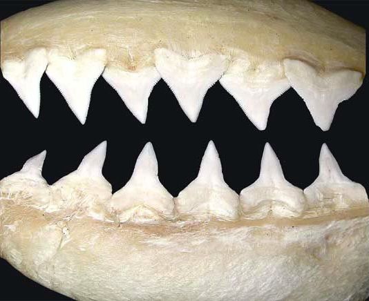 File:Carcharhinus leucas teeth.jpg