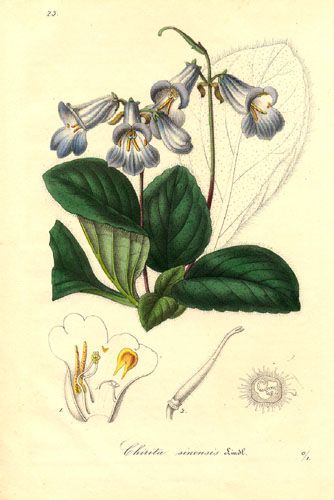 File:Chirita sinensis - Lemaire.jpg