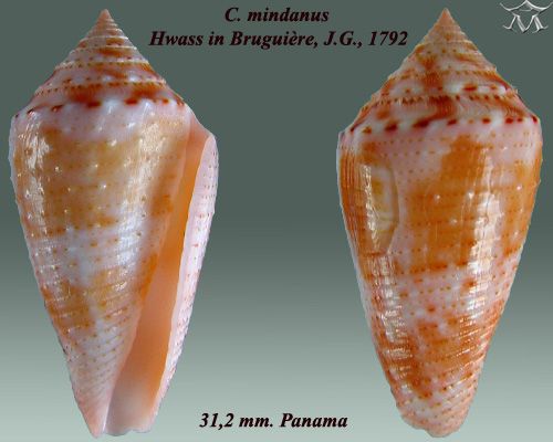 File:Conus mindanus 1.jpg