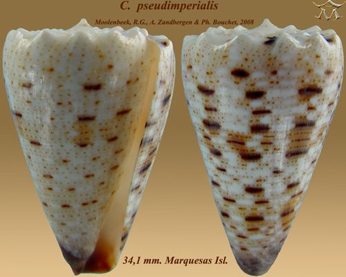 File:Conus pseudimperialis 1.jpg