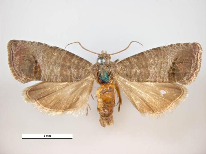 File:Cydia pomonella female dorsal.jpg