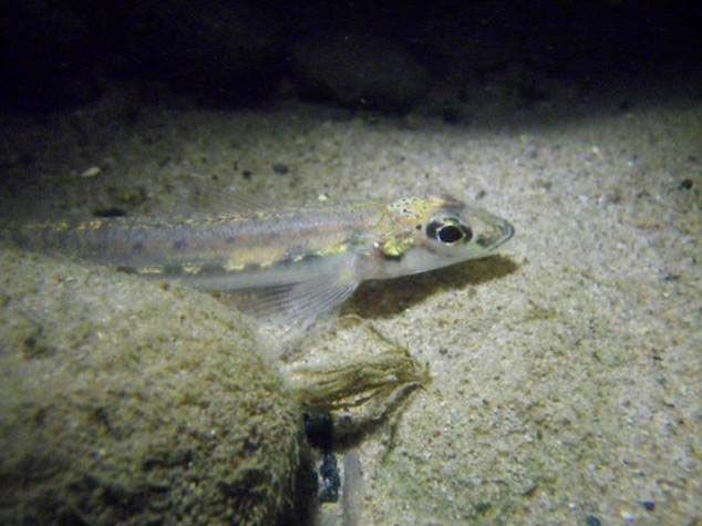 File:Diamond darter (Crystallaria cincotta).jpg