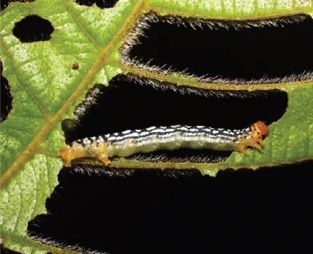 File:Hagnagora mortipax larva lateral view.jpg