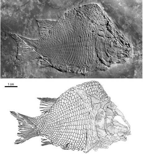 File:Kyphosichthys.jpg