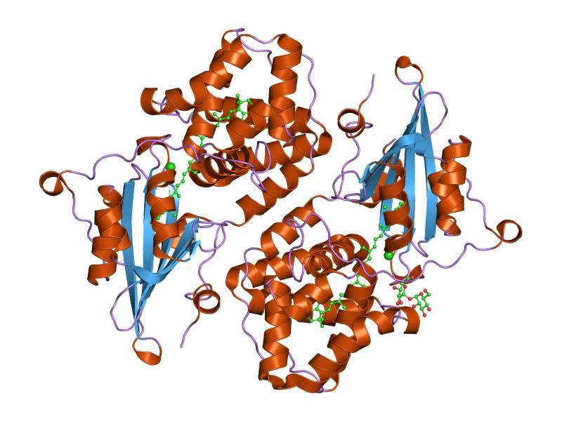 File:PDB 1m98 EBI.jpg