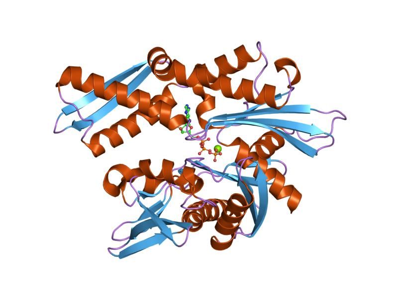 File:PDB 1ngb EBI.jpg