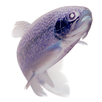 File:Rainbow trout transparent-inverted.png