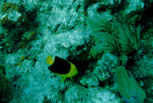 File:Rock Beauty Molasses Reef 1999.jpg