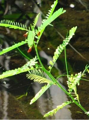 File:Sesbania stems and leaves.jpg