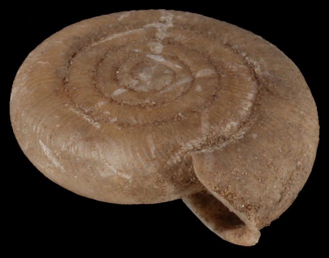 File:Suboestophora hispanica shell 3.jpg