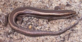 File:Western Skink.jpg